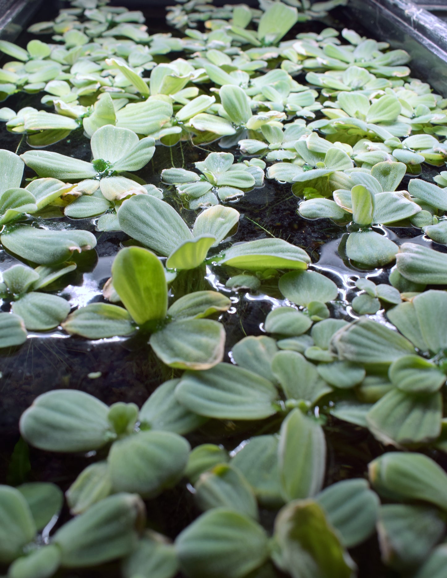 Large Water Lettuce - Pistia Stratiotes