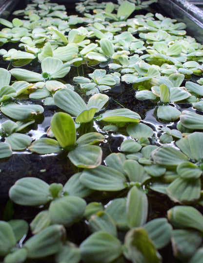 Large Water Lettuce - Pistia Stratiotes