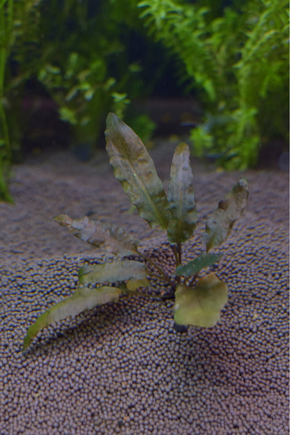 Cryptocoryne Wendtii var. "Bronze"