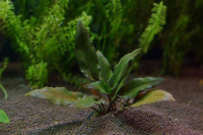 Cryptocoryne Wendtii var. "Red"
