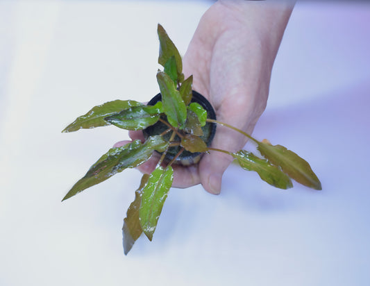 Cryptocoryne Wendtii var. "Red"