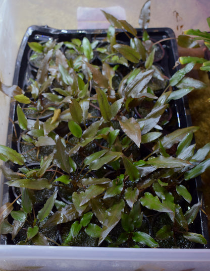 Cryptocoryne Wendtii var. "Red"